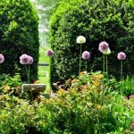 alliums stand out among perennials