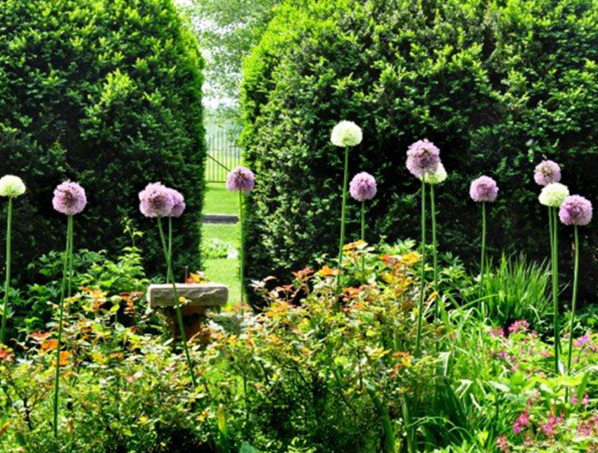 alliums stand out among perennials