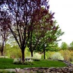Speciman trees stand out in garden