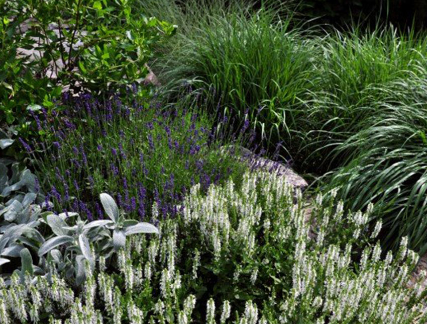 a group of perennial plants