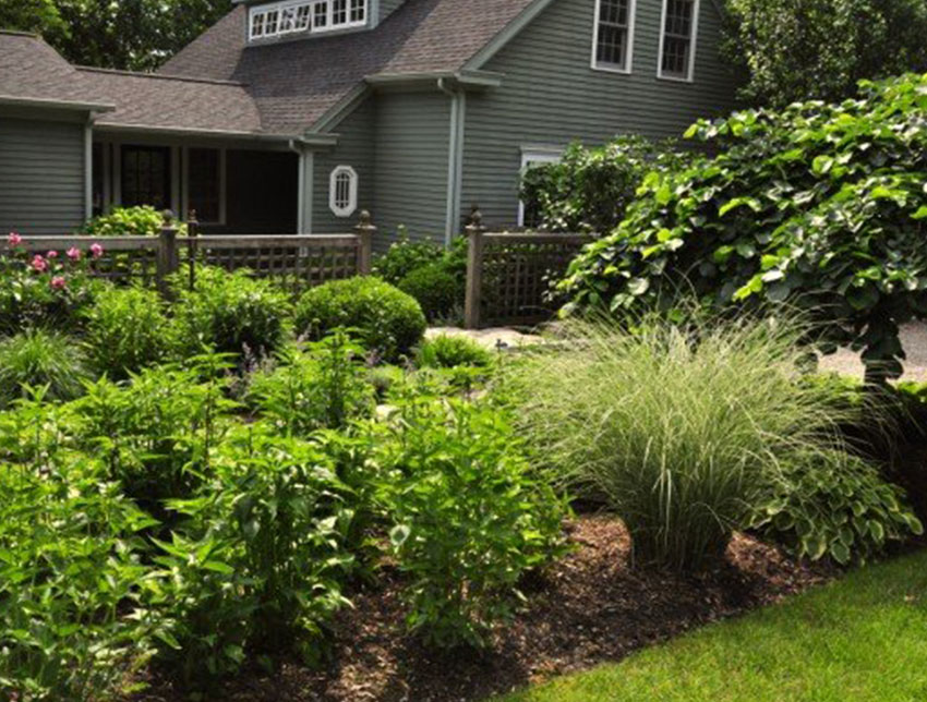 perennials in front of house
