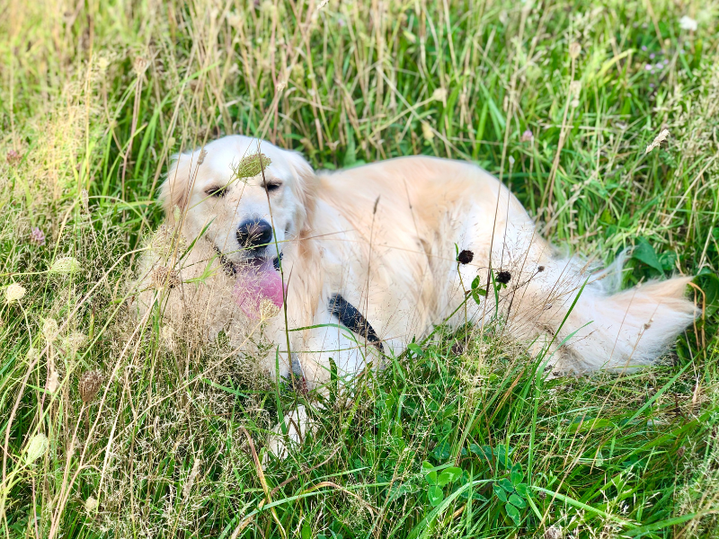 dog in native meadow