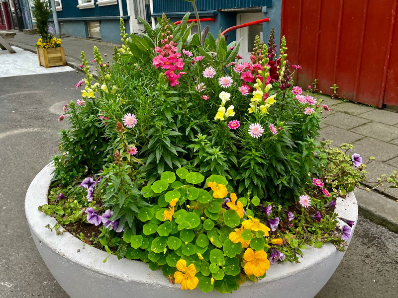 Icelandic Container Garden