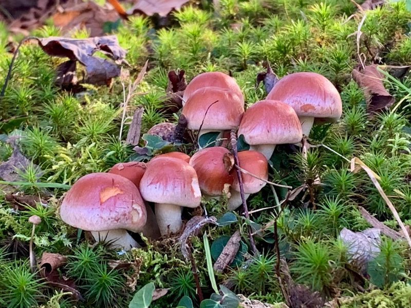Mushrooms among moss