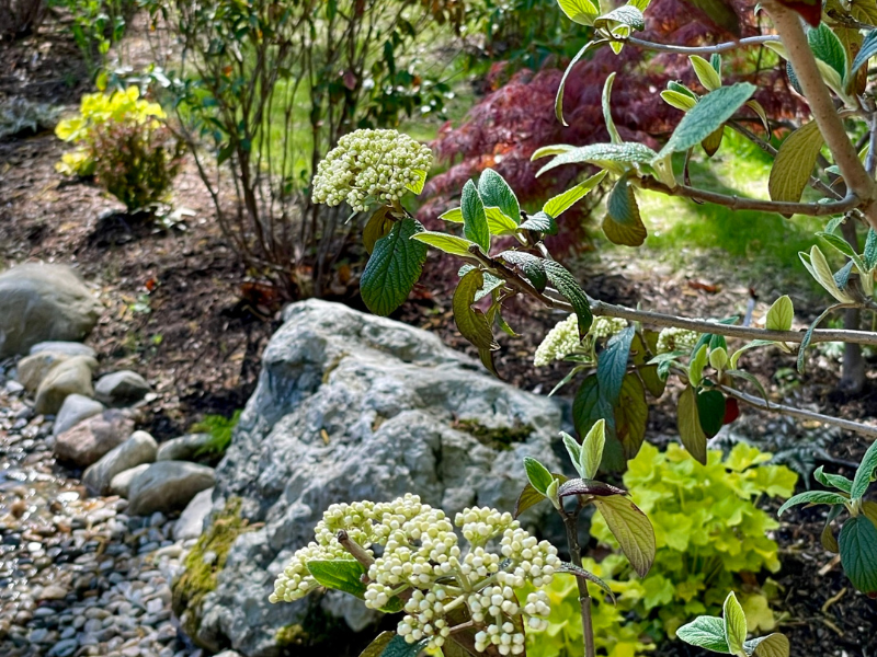 Japanese cultivars amid natural stone in the garden.