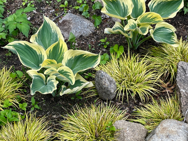 Hosta and grass with natural stone.