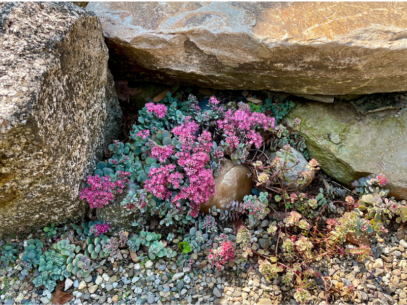 Succulents nestled into natural stone.