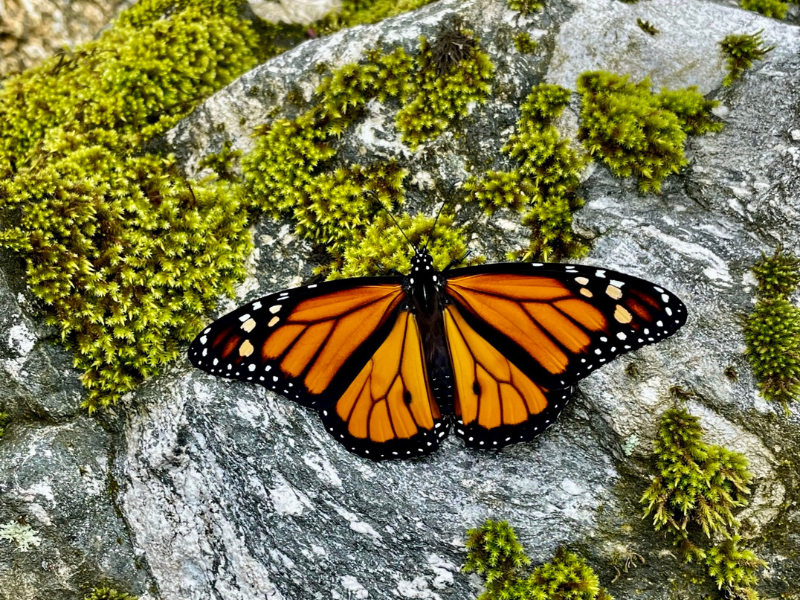 A monarch butterfly resting on a mossy stone.