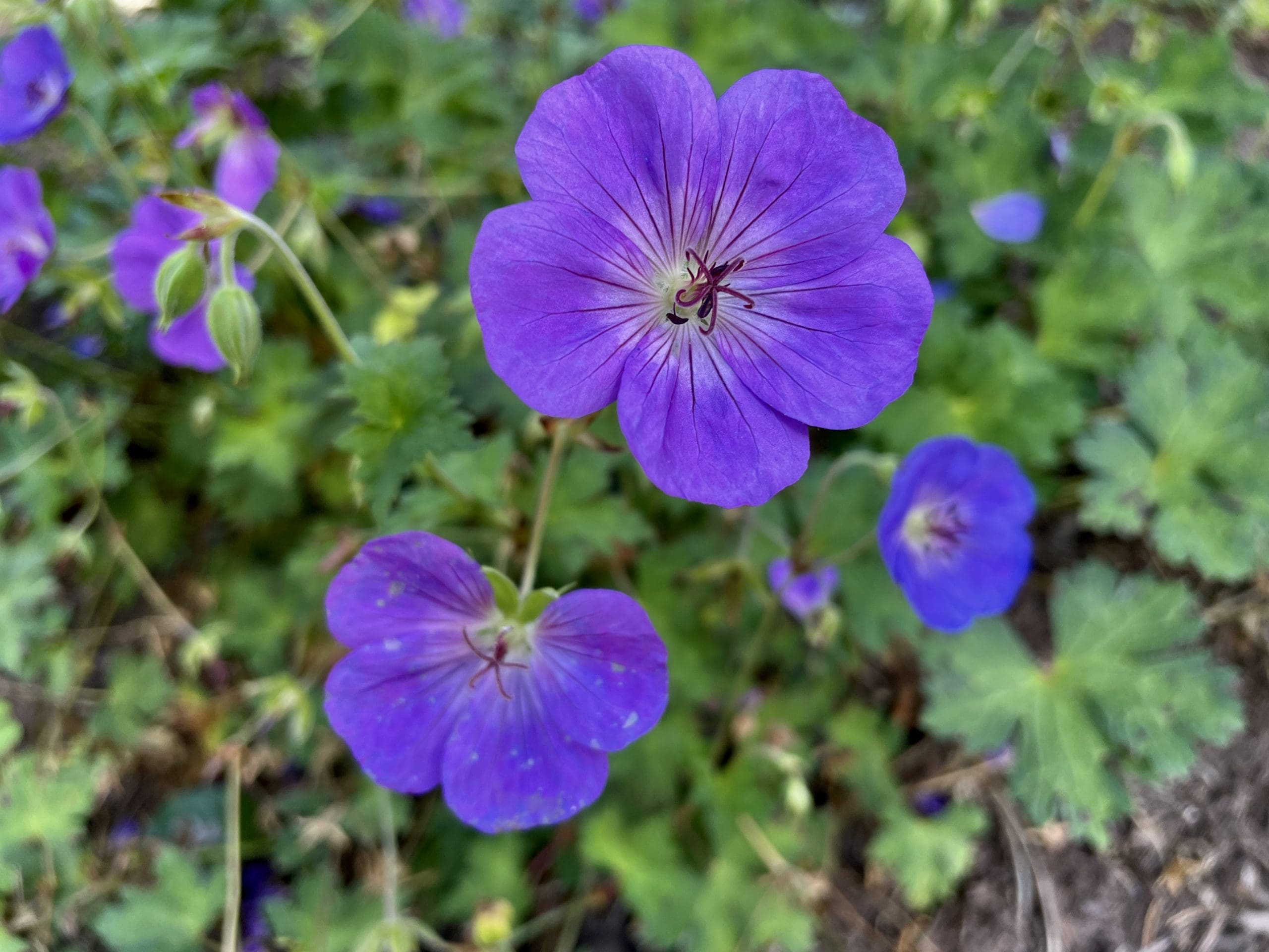 Meadow crane's-bill