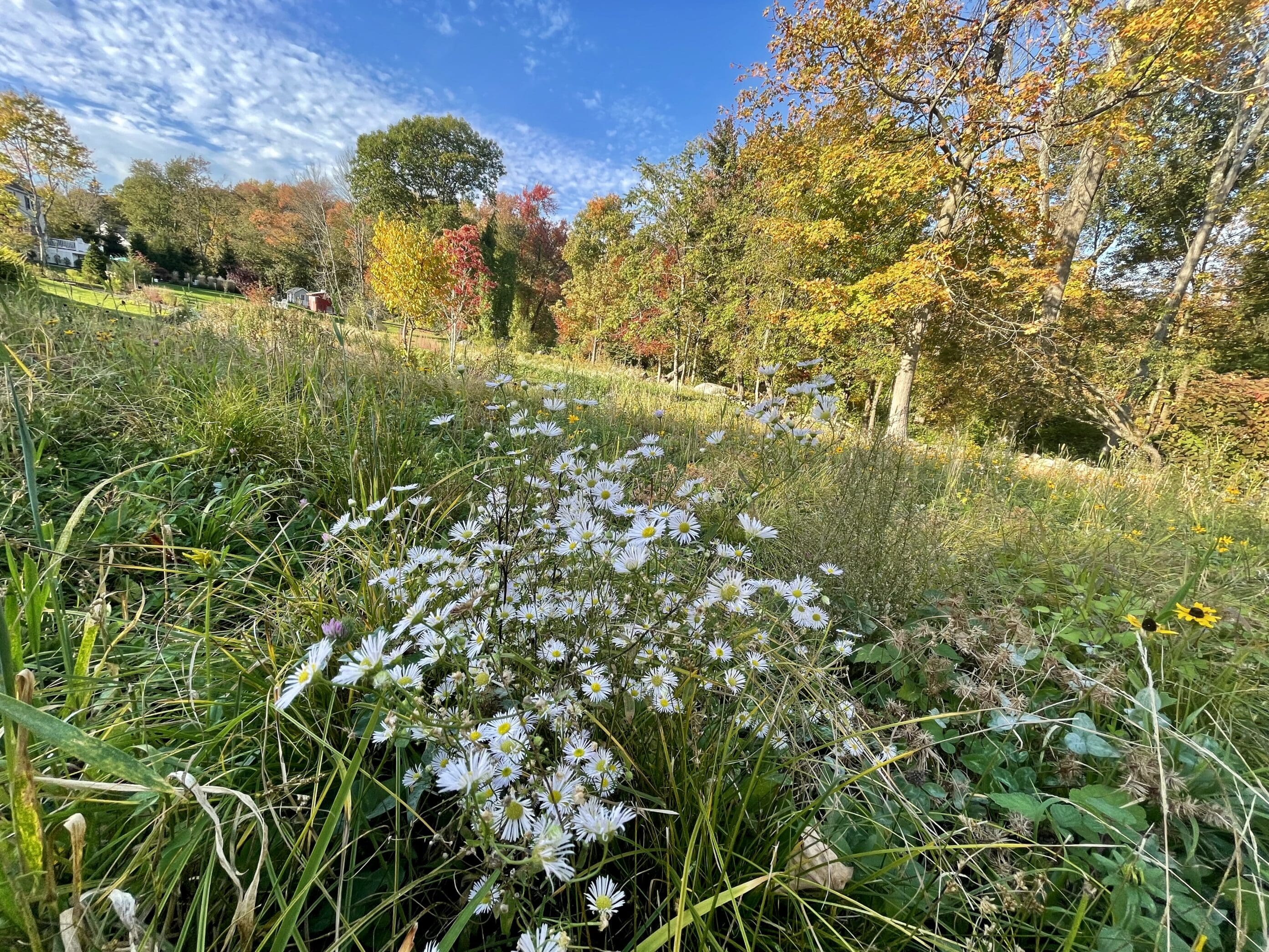 a rewilded landcape in fall