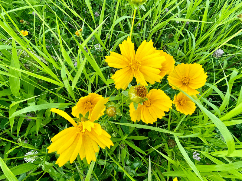 Summer blooms in native meadow