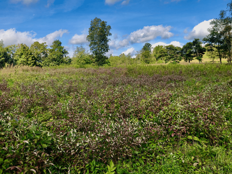 newly planted natives taking root