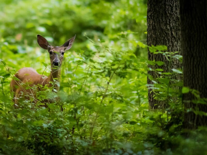 deer in woods