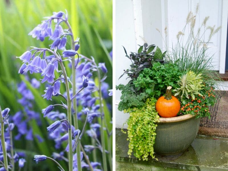 bulb and container garden