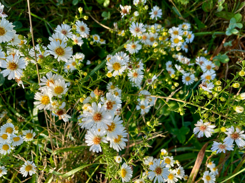 White native aster